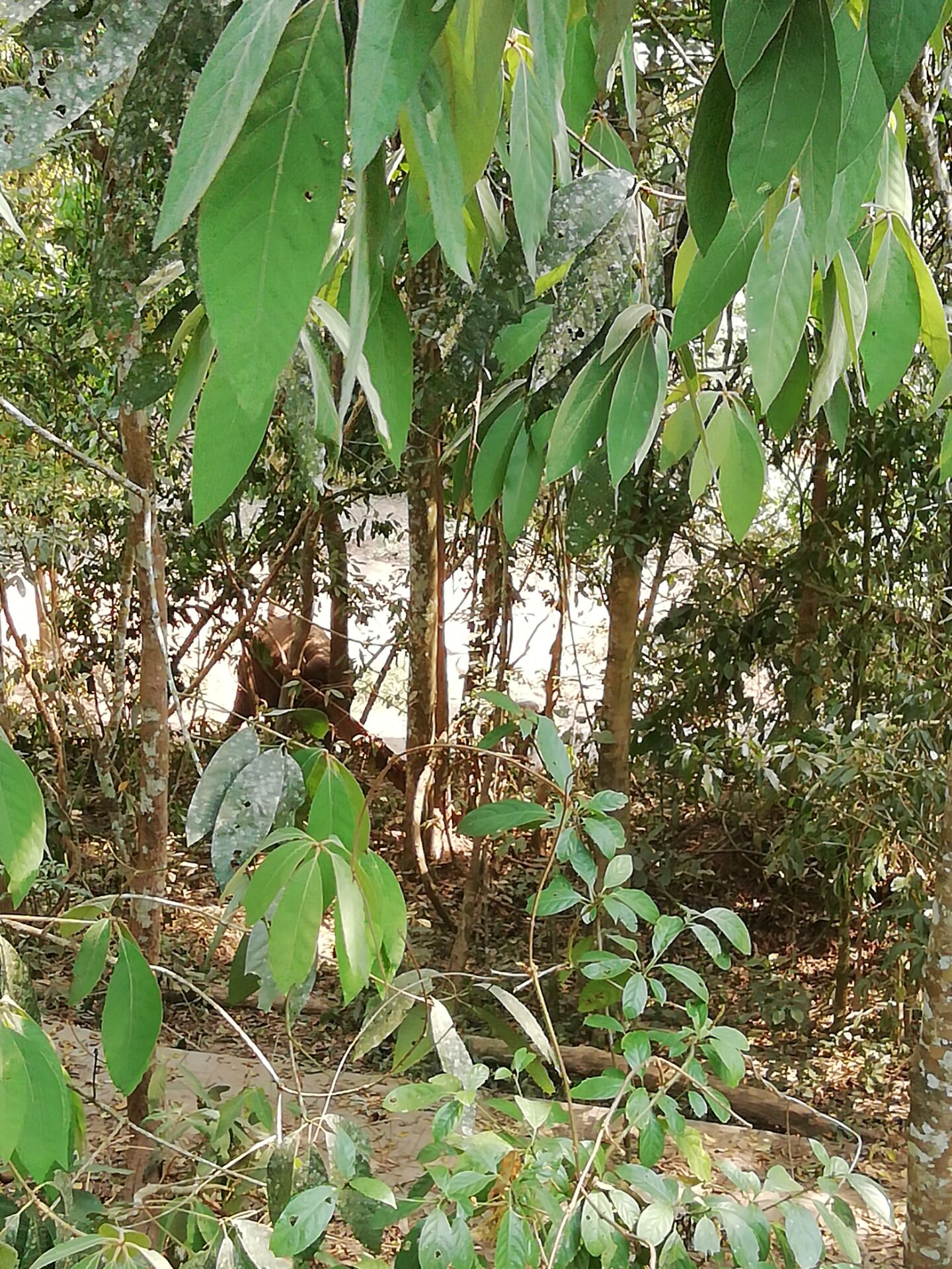 西双版纳野象谷